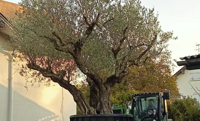 transport du sujet jusqu'à son lieu de plantation à l'aide d'un autre engin