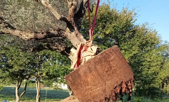 levage du sujet pour la plantation