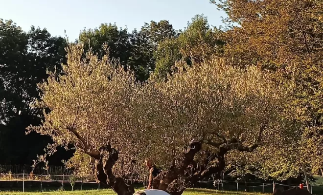 plantation du sujet