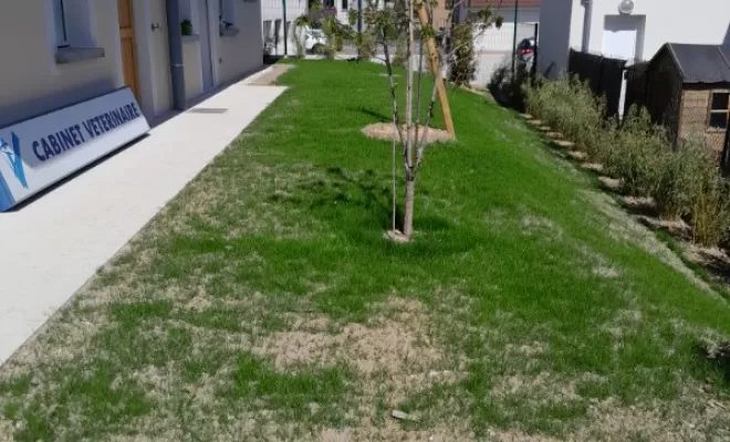 engazonement sur la partie arrière de la clinique avec plantation de fargesias en guise de brise-vue  pour le voisinage, plantation d'un murier platane dans la foulée