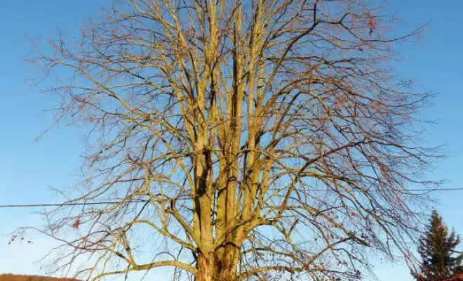 Élagage d'arbre, Chatte, Stéphane Bousson Paysagiste
