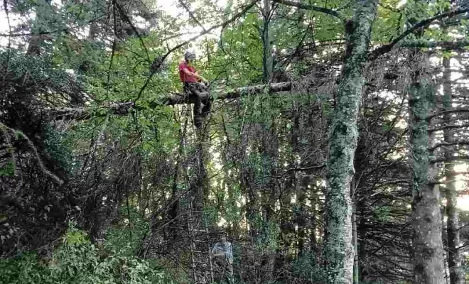 Élagage d'arbre, Chatte, Stéphane Bousson Paysagiste
