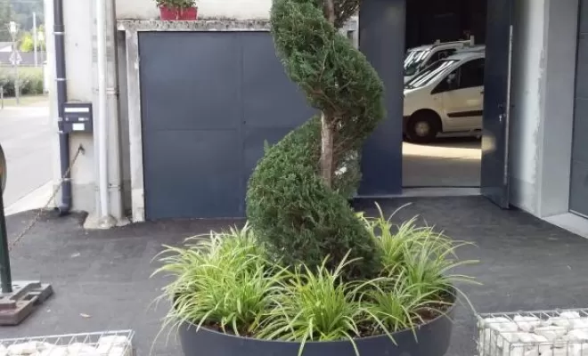 Taille topiaire, Chatte, Stéphane Bousson Paysagiste